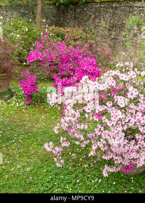 Azalee in fiore all'interno di Lucca Orto Botanico di Lucca, Toscana, Italia, Europa Foto Stock