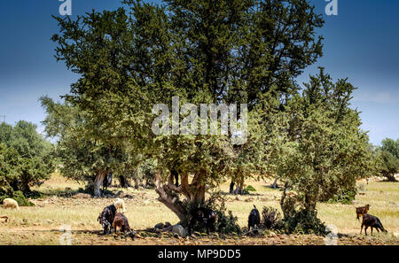 Capre al pascolo intorno e da alberi di Argan sulla pianura a sud dell'Alto Atlante, Marocco, Africa del Nord Foto Stock
