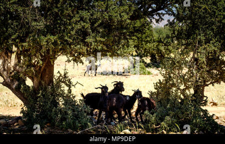 Capre al pascolo intorno e da alberi di Argan sulla pianura a sud dell'Alto Atlante, Marocco, Africa del Nord Foto Stock