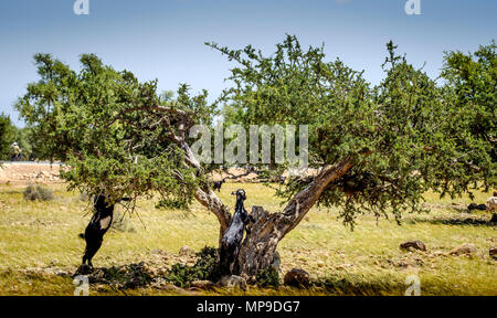 Capre al pascolo intorno e da alberi di Argan sulla pianura a sud dell'Alto Atlante, Marocco, Africa del Nord Foto Stock
