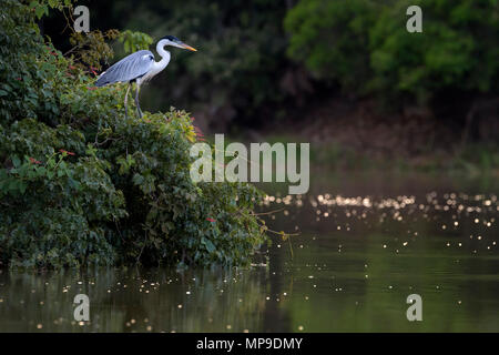 Cocoi airone rosso (Ardea cocoi) caccia in fiume al tramonto, Pantanal, Mato Grosso, Brasile Foto Stock