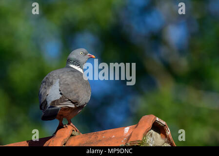 Woodpigeon sul tetto della casa, (Columba palumbus), Germania Foto Stock