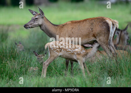 Red Deer allattare il suo vitello, estate, (cervus elaphus), Germania Foto Stock