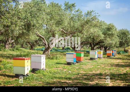 Fila di alveari colorati in un campo con alberi di ulivi in Grecia Foto Stock