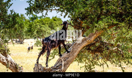 Capre al pascolo intorno e da alberi di Argan sulla pianura a sud dell'Alto Atlante, Marocco, Africa del Nord Foto Stock
