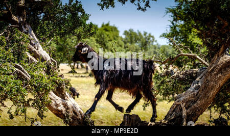 Capre al pascolo intorno e da alberi di Argan sulla pianura a sud dell'Alto Atlante, Marocco, Africa del Nord Foto Stock