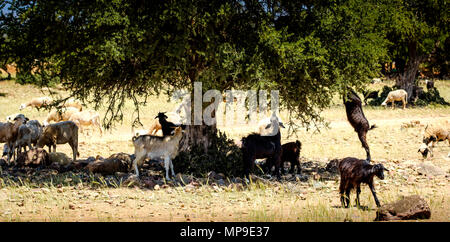 Capre al pascolo intorno e da alberi di Argan sulla pianura a sud dell'Alto Atlante, Marocco, Africa del Nord Foto Stock