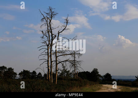 Alberi sfrondato sulla foresta nella luce del sole Foto Stock