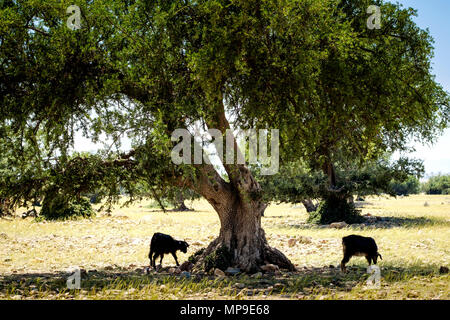 Capre al pascolo intorno e da alberi di Argan sulla pianura a sud dell'Alto Atlante, Marocco, Africa del Nord Foto Stock
