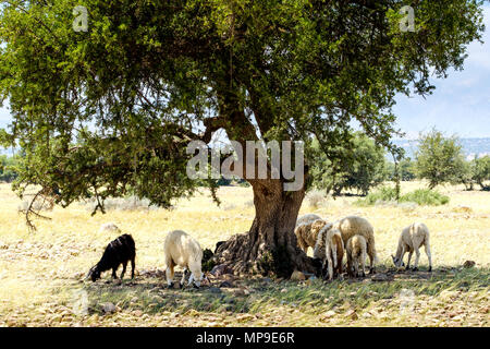 Capre al pascolo intorno e da alberi di Argan sulla pianura a sud dell'Alto Atlante, Marocco, Africa del Nord Foto Stock