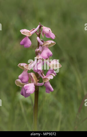 Verde Orchidea alato (Anacamptis morio) rosa varietà Foto Stock