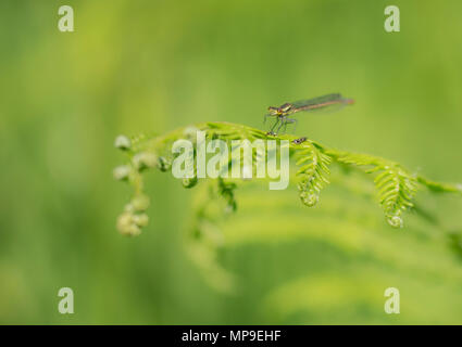Un damselfly con un piccolo fly che ha catturato e decapitato Foto Stock