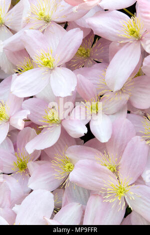 Un clematide Montana pianta rampicante con fiori in piena fioritura con petali di rosa e giallo stame insieme contro il verde delle foglie prese su un soleggiato tarda primavera Foto Stock