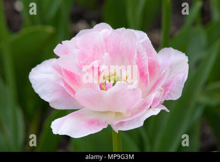 Tulipano Angelique Foto Stock