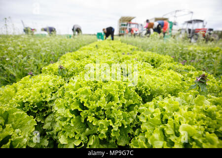 Gruppo di lavoratori di taglio, prelievo e imballaggio la lattuga a mano su un azienda agro-alimentare. Agricoltura industria, prodotti freschi, la produzione di massa e commer Foto Stock