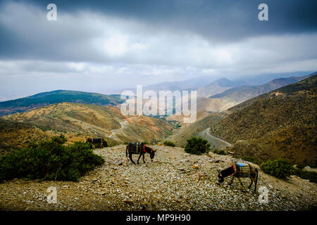 Tethered asini pascolano in Alto Atlante, Marocco, Africa del Nord Foto Stock