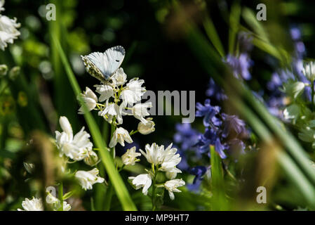 Una femmina punta arancione farfalla (Anthocharis cardamines) su un bianco spagnolo (bluebell Hyacinthoides hispanica) Foto Stock