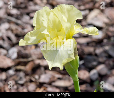 Iris Maui Moonlight Foto Stock