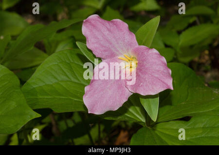 Un invecchiamento a fiore grande trillium blossom. Foto Stock