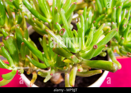 Close up che mostra le piante succulente Trumper o dito Jade (Crassula ovata Convoluta) Foto Stock