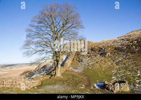 Il Vallo di Adriano e il famoso gioco di platano vicino al castello di miglio 39 la sezione della parete del Northumberland Foto Stock