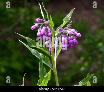 Consolida comfrey comune Foto Stock