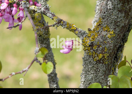 Cercis siliquastrum albero di Giuda Foto Stock