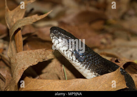 Close-up di un nero racer snake da Blue Ridge Mountains della Georgia, Stati Uniti d'America. Foto Stock
