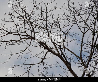 Ebano sparso di foglie in giardino Foto Stock