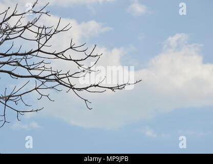 Ebano sparso di foglie in giardino Foto Stock