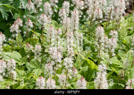 Tiarella sinfonia di primavera Foto Stock