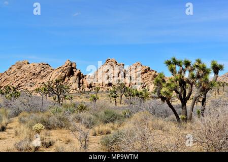 Alberi di Joshua, Yucca brevifolia, Yucca palm, Monzogranite pila di rocce, tra molla di quaglia e Hidden Valley, Joshua Tree National Park, CA 180312 6812 Foto Stock