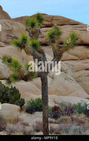 Joshua Tree, Monzogranite rock con vena Aplitic, Jumbo Rocks campeggio, Joshua Tree National Park, CA 180312 73492 Foto Stock