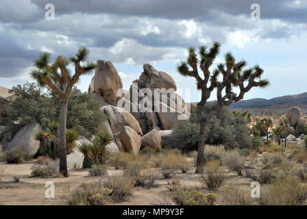 Alberi di Joshua, Monzogranite rock, Hidden Valley, Joshua Tree National Park, CA 180312 V 3711 Foto Stock