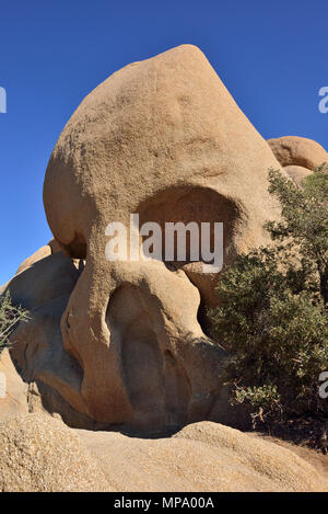 Monzogranite rock, rock del cranio, Jumbo Rocks campeggio, Joshua Tree National Park, CA 180315 68326 Foto Stock