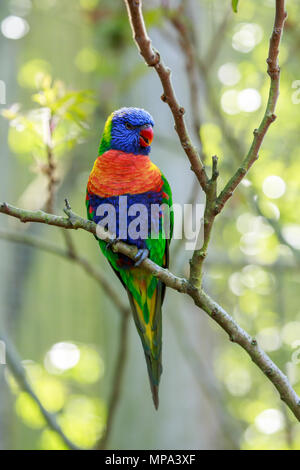 La Rainbow lorikeet è una specie di pappagallo trovato in Australia. È comune lungo la costa orientale, dal Queensland del Nord a Sud Australia. Foto Stock