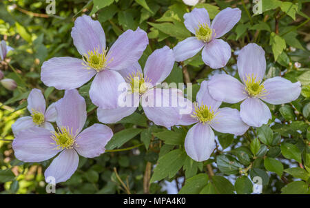 Fioritura Clematis (Clematis montana) Foto Stock