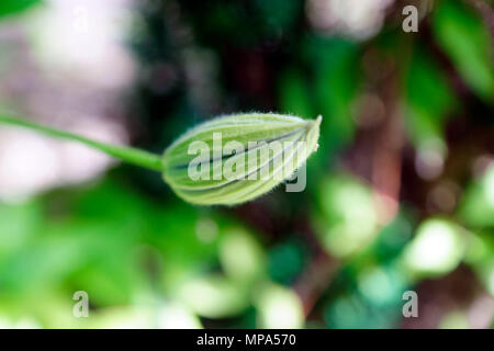 La clematide crescente Foto Stock