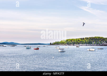 Tramonto in Bar Harbor, Maine villaggio con vuoto barche ormeggiate in acqua, gabbiano uccello volo sopra marina Foto Stock