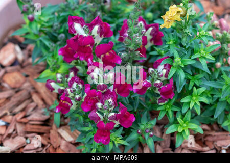 Una fotografia di bocca di leone rosso fiori. Foto Stock