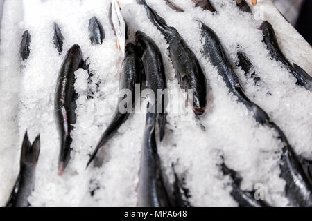 Righe closeup di molti aringa dorade orata pesce, firmare tutto su ghiaccio in frutti di mare Visualizzazione mercato Foto Stock