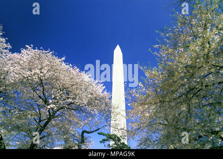 1988 molla storico Cherry Blossoms Washington Monument Mall Washington DC USA Foto Stock