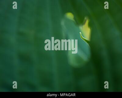 Contorno lamelle del piano hostа, vegetazione lussureggiante. Colore verde scuro delle foglie di una pianta. La hosta in giardino Foto Stock