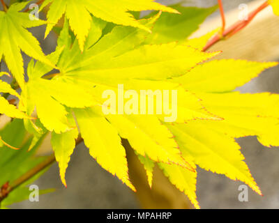 Giallo estate di fogliame ornamentale di acero giapponese, Acer shirasawanum "Giordania" Foto Stock