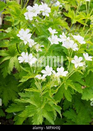 Fiori bianchi dell'ardito perenne cranesbill legno, Geranium sylvaticum 'Album' Foto Stock