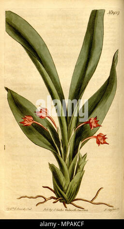 . Illustrazione di Maxillaria coccinea . 1812. Sydenham Edwards (1768 - 1819) del. F. (= Franciscus) Sansom sc. 878 Maxillaria coccinea - Curtis' 35 pl. 1437 (1812) Foto Stock