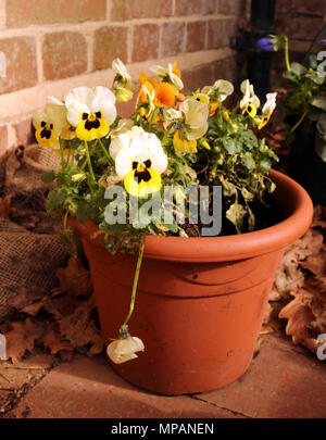 Pansies in un vaso di fiori al di fuori Foto Stock