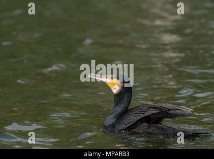 Cormorano Phalacrocorax carbo sinensis,(Phalacrocorax carbo), noto anche come il grande cormorano nero, Regents Park, London, Regno Unito Foto Stock