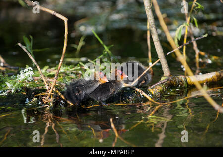 Eurasian Coot pulcini, noto anche come comune o la folaga, la folaga (fulica atra), Regents Canal, London, Regno Unito Foto Stock