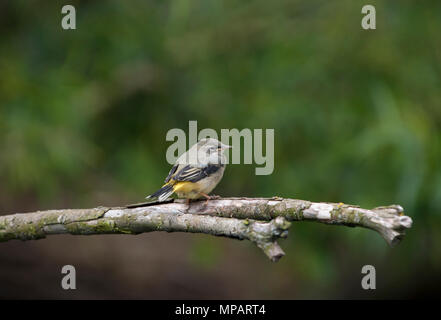 I capretti wagtail grigio, Motacilla cinerea, Regents Park, London, Regno Unito Foto Stock